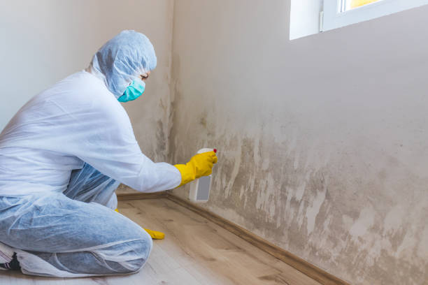 Professional mold removal team in Long Lake