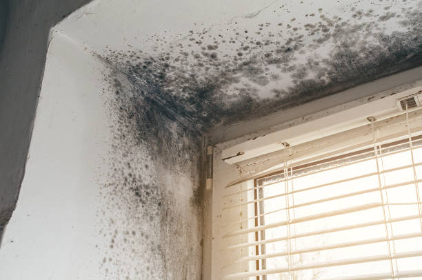 Mold Removal service in Long Lake